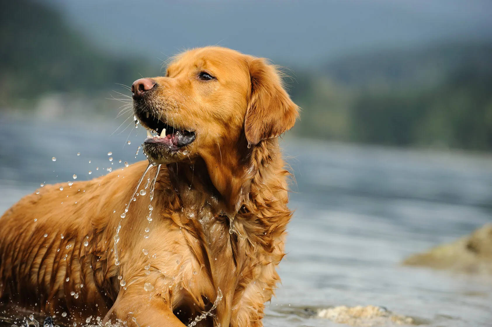 Golden Retriever: Character & Activity | zooplus Magazine Golden Retriever: Character & Activity | zooplus Magazine