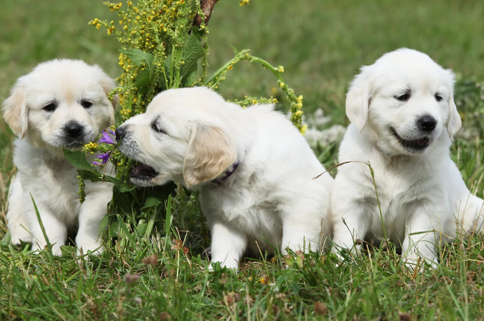 Healthy golden retriever puppies