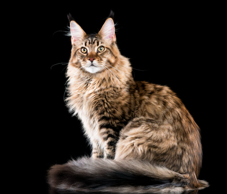 Maine Coon Calico Mix