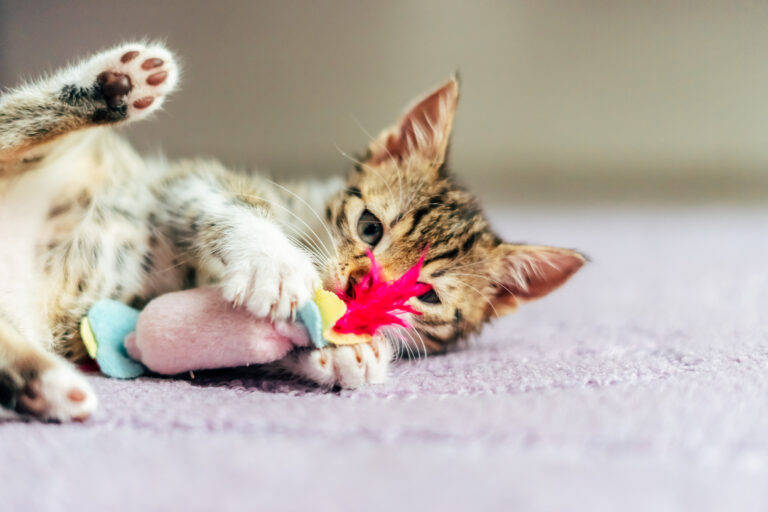 Playing with an indoor cat