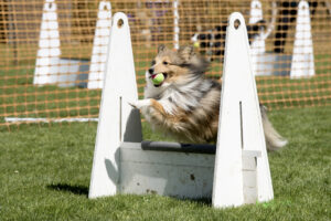 Flyball: Fast-Paced Dog Sport for Ball Enthusiasts