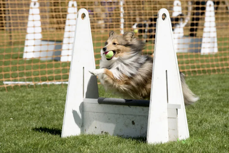 Sheltie has a lot of fun with flyball