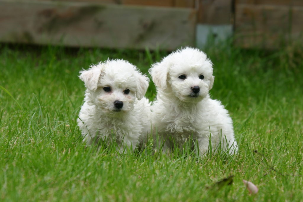 bichon frise puppies