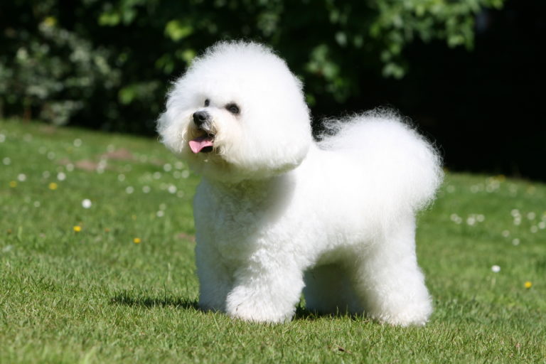 bichon frise dog breed