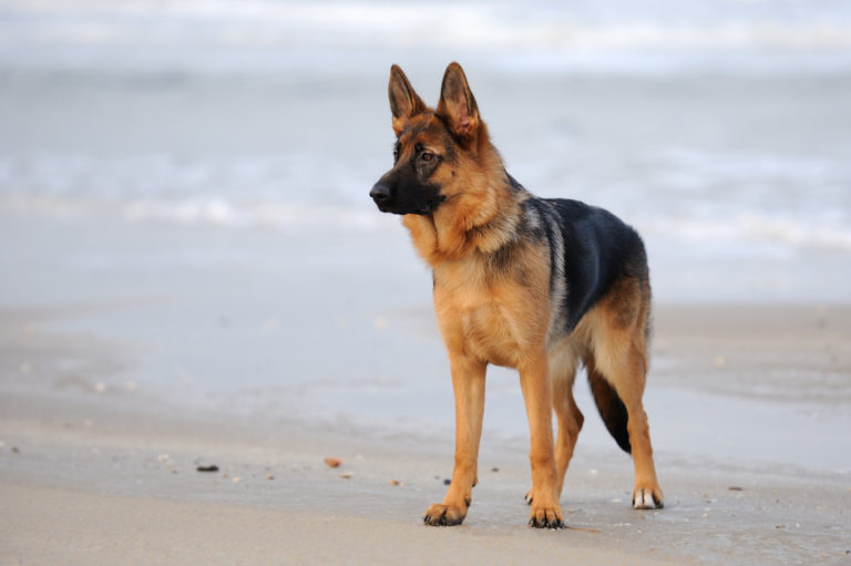 German Shepherd on a beach