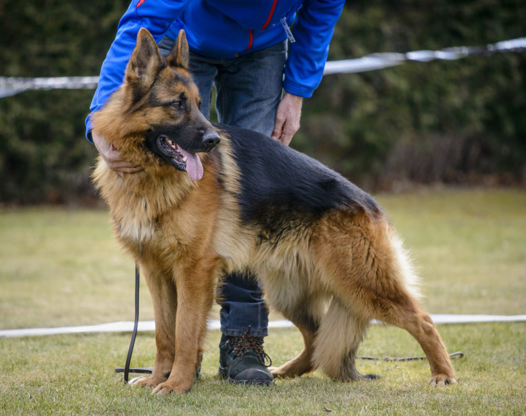 German shepherd training at a dog school