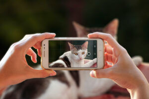 10 Tips for Even Better Cat Photos