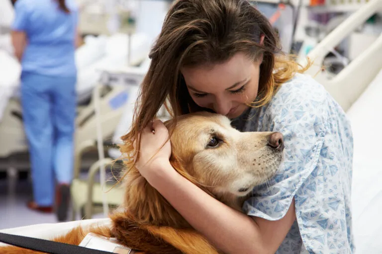 Therapy dog comforting a person