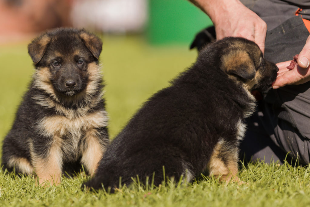 two german shepherd puppies