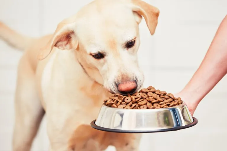 Dog with diabetes