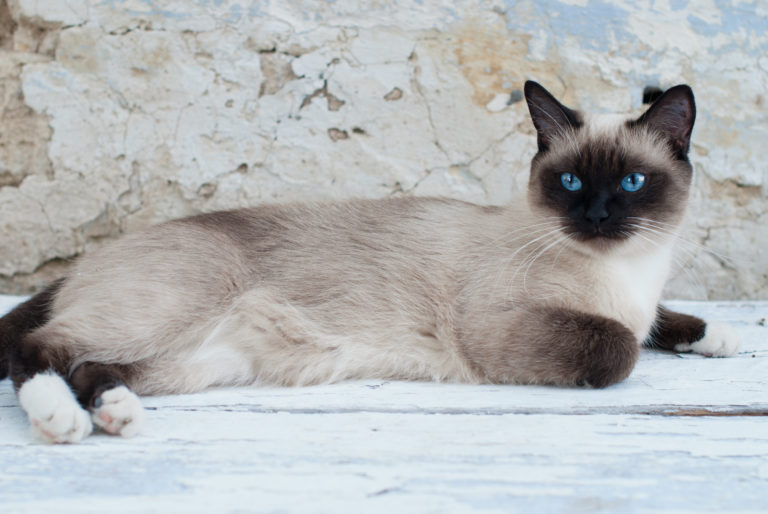 Beautiful Siamese Purebred Cat with Blue Eyes