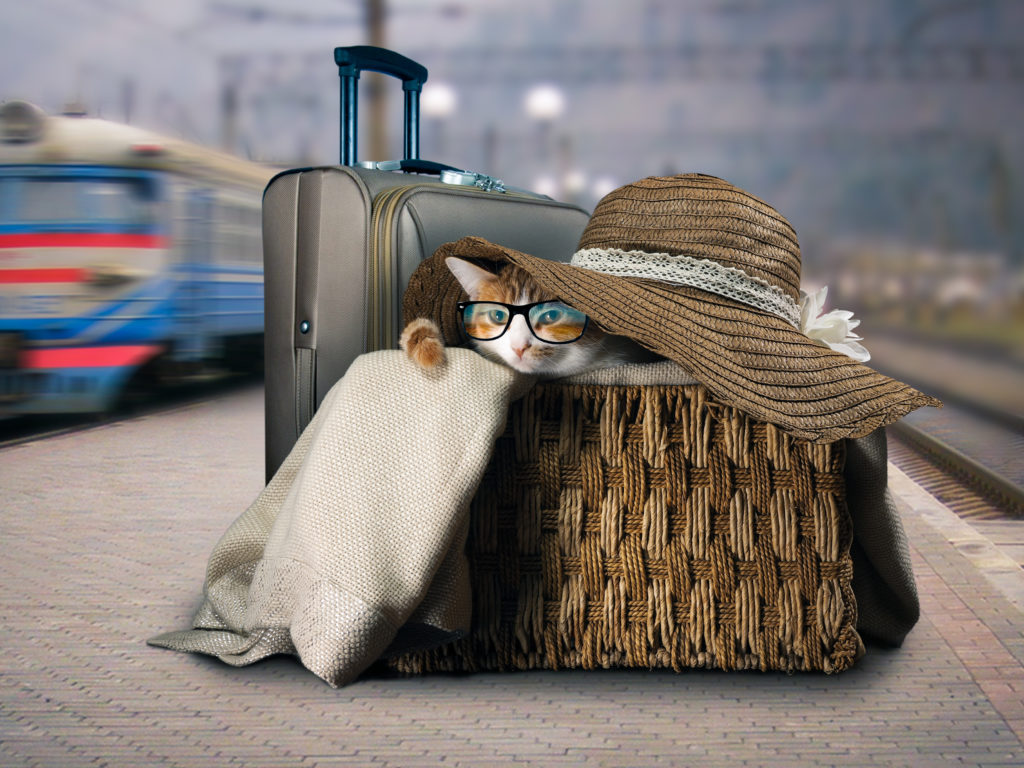 Train Travel with Cats zooplus Magazine