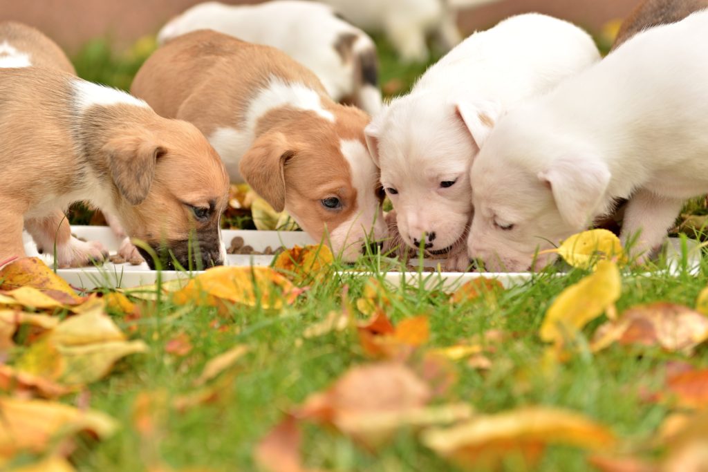 welpen fressen gemeinsam Lots of little cute puppies from a breeder.