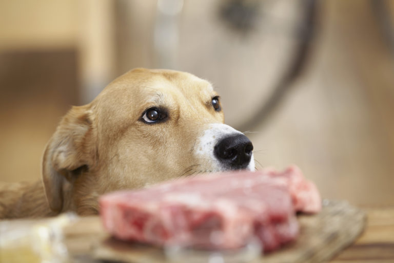 Raw Dog Food - Barf