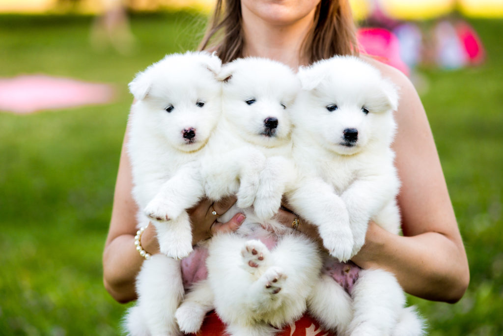 Welpen im Park Cute samoyed puppies. Breeding dogs.
