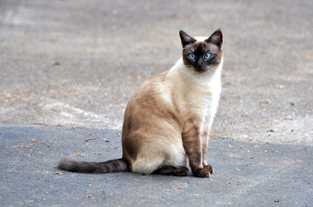 Siamese Cat