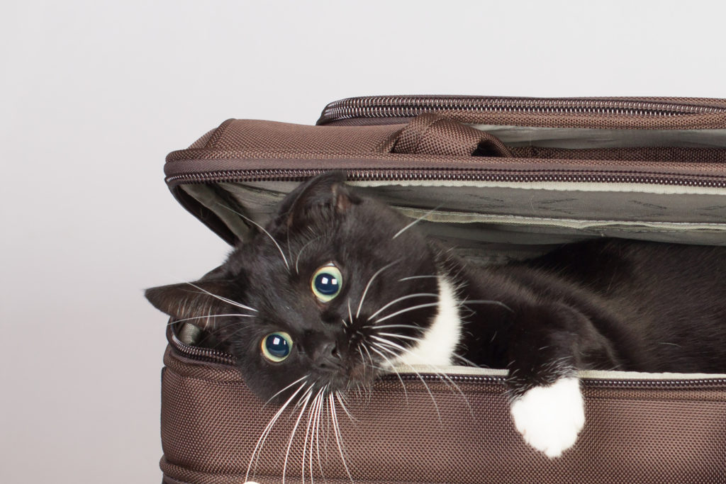 Cat in a suitcase