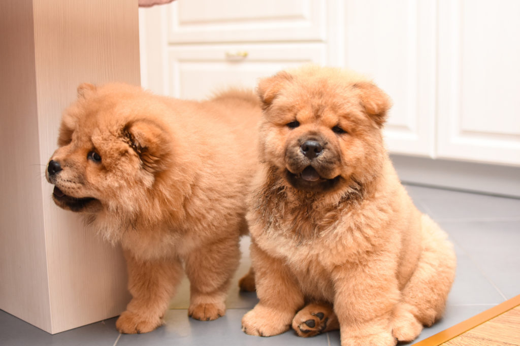 two chow chow puppies