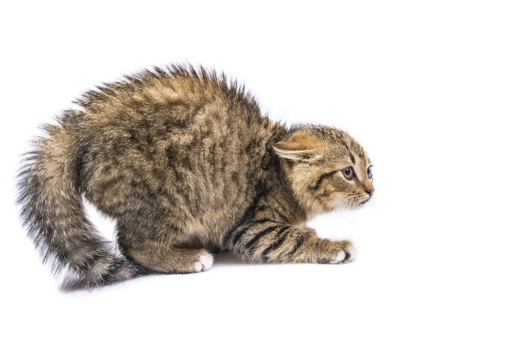 Scaredy Cat: Feline Anxiety and Related Issues - Animal Medical