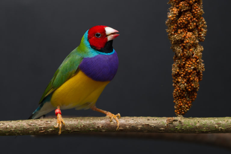 Gouldamadine - colourful finch