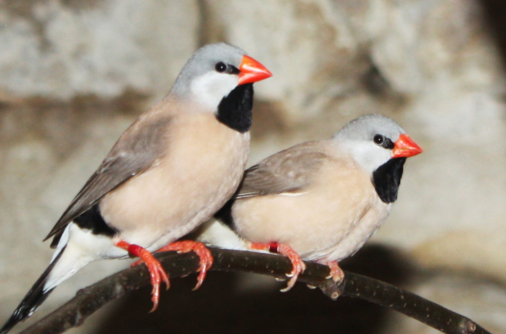 Estrildid finches - zebra finch