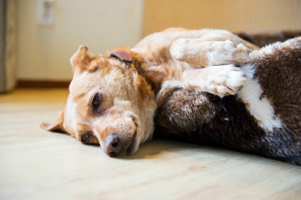 Tired dog lying on floor