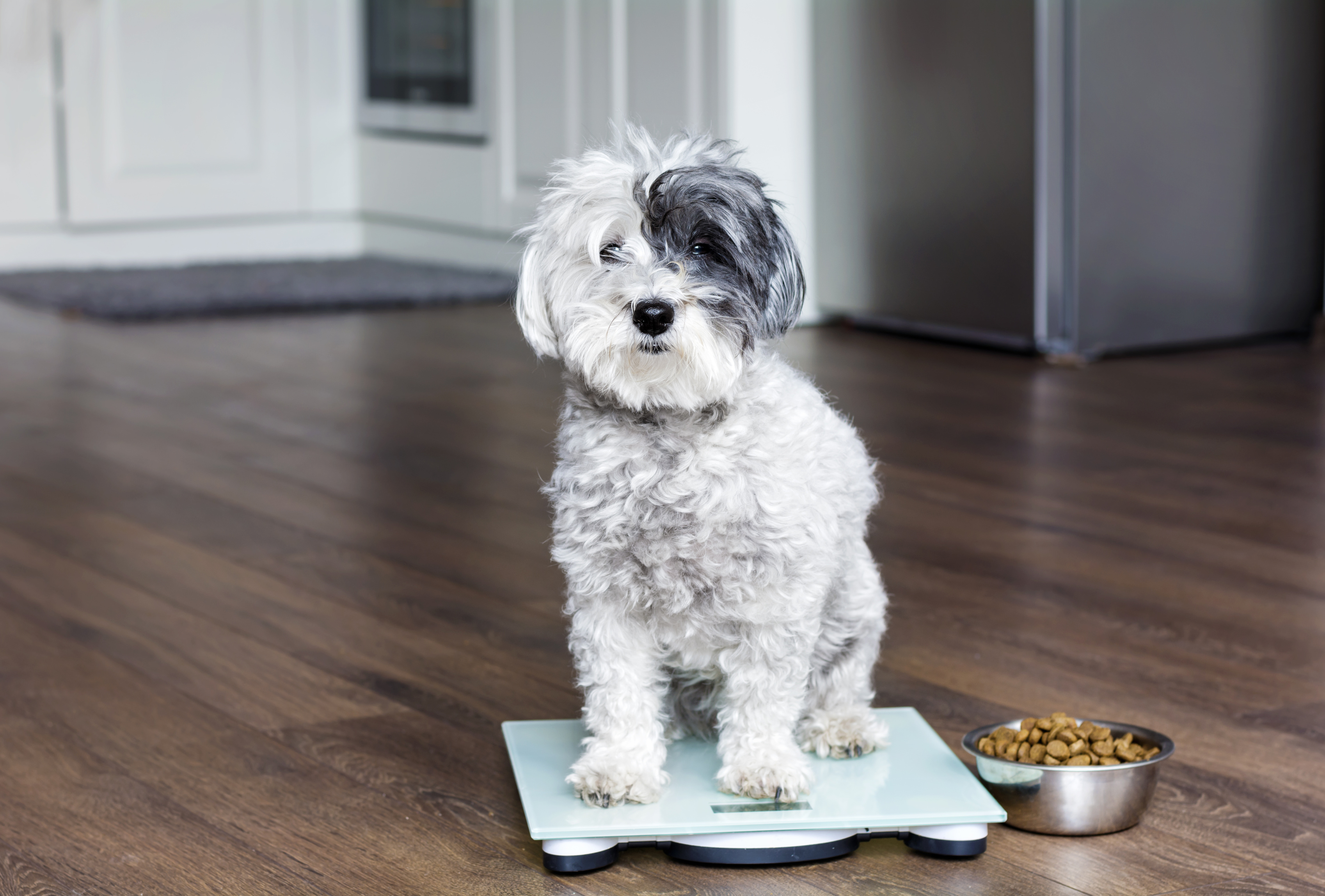 overweight dog diet plan