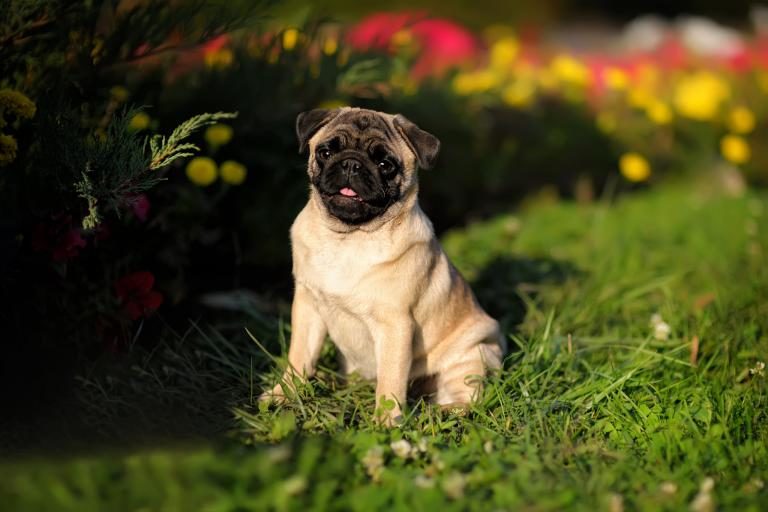 pug