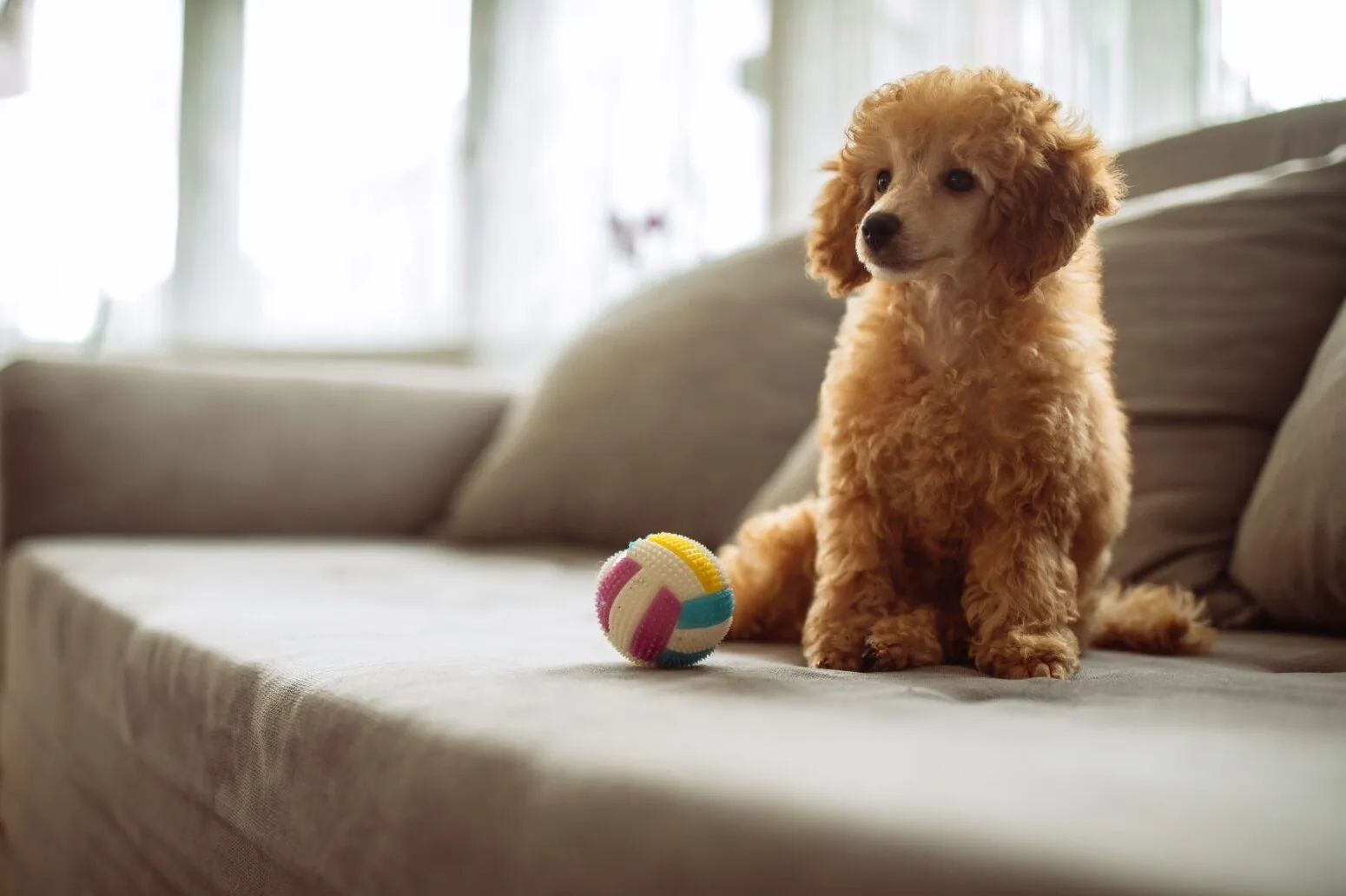 Mini poodles require mental and physical stimulation