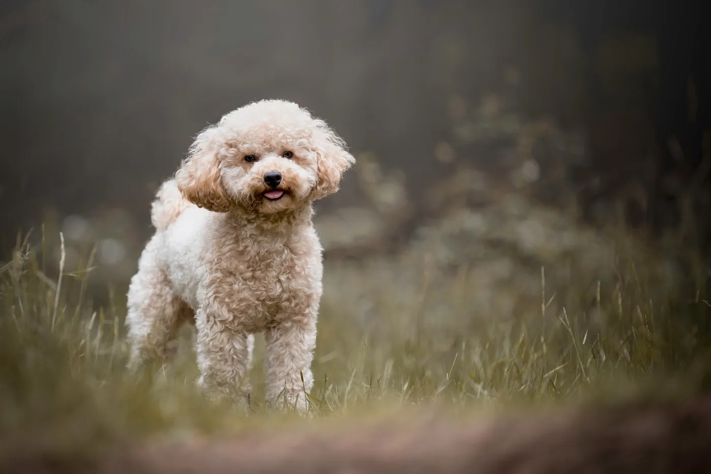 Mini poodle in beige