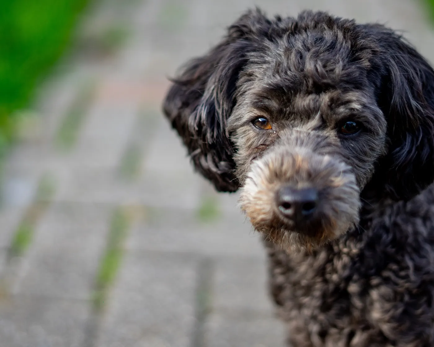 A black mini poodle