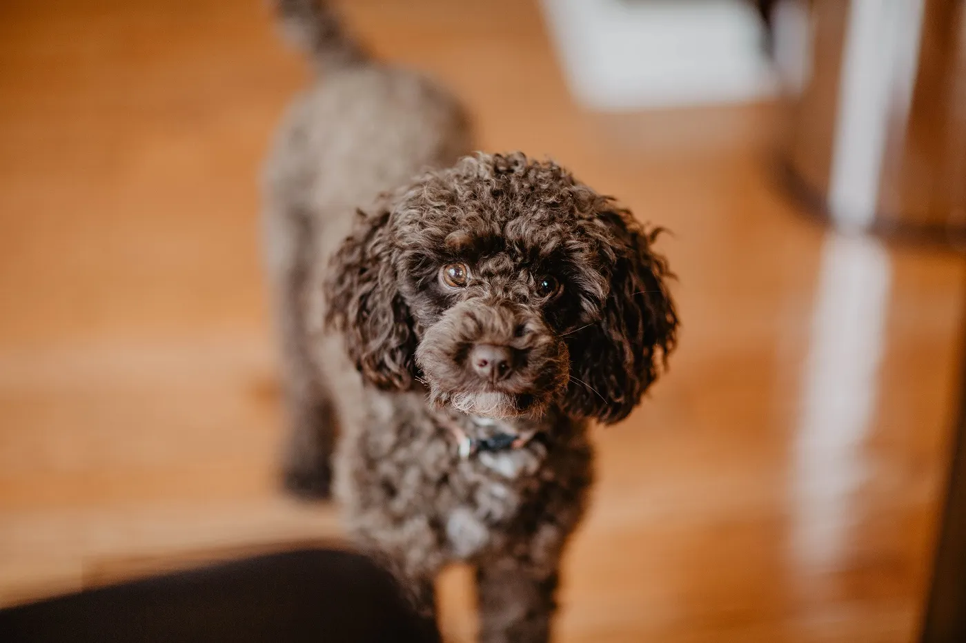 Brown mini poodle