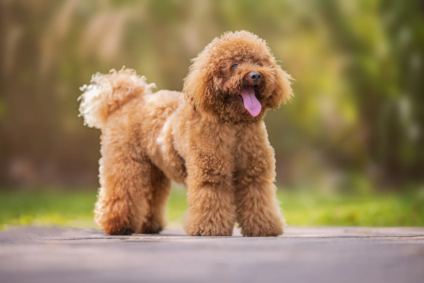 Red mini poodle