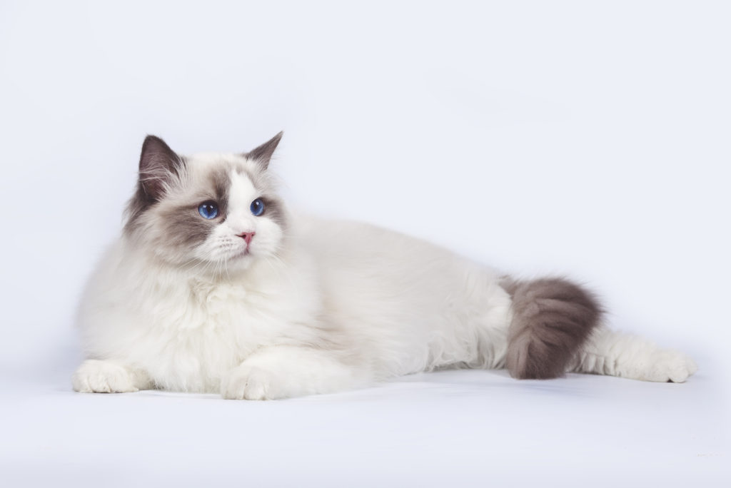 Ragdoll Cat Breed | zooplus Magazine