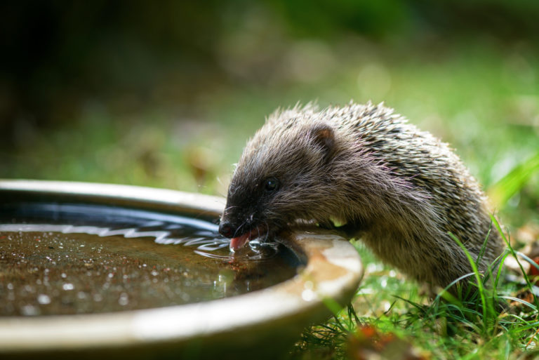 Baby hedgehog drinking water