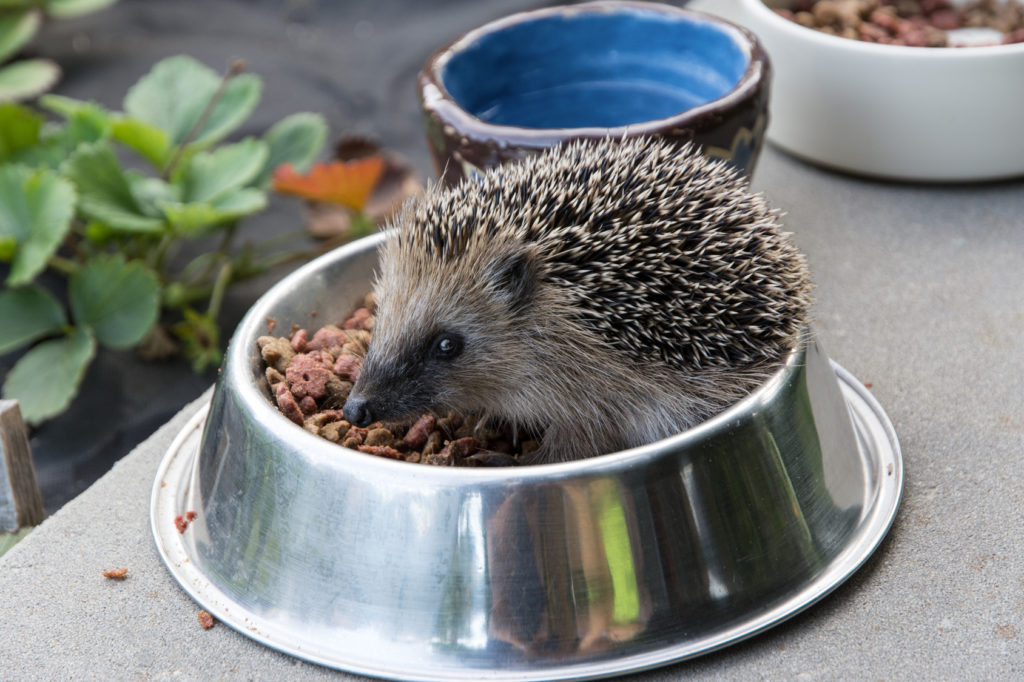 How Can We Help Wild Hedgehogs in our Gardens? Read our 10