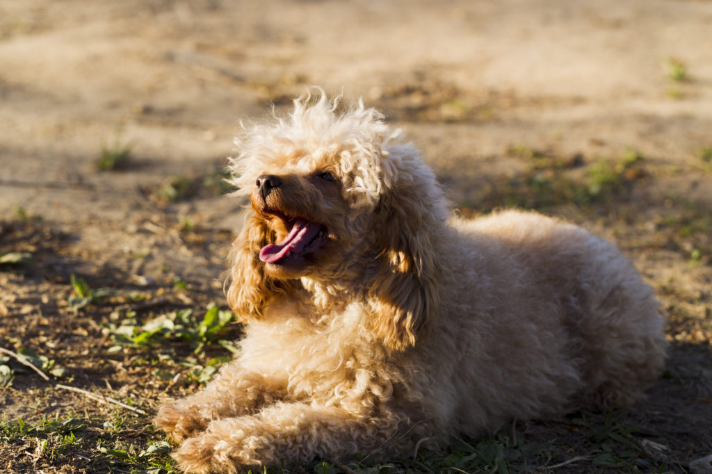 Miniature poodle - toy poodle