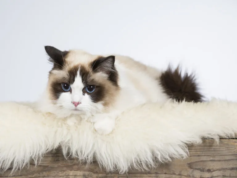 ragdoll cat breed portrait