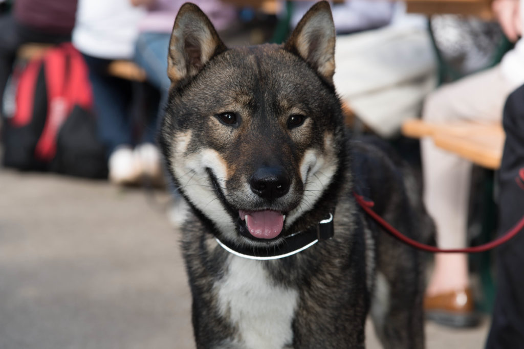 Shikoku dog face