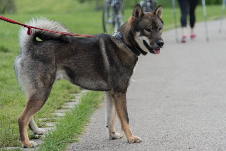 shikoku dog