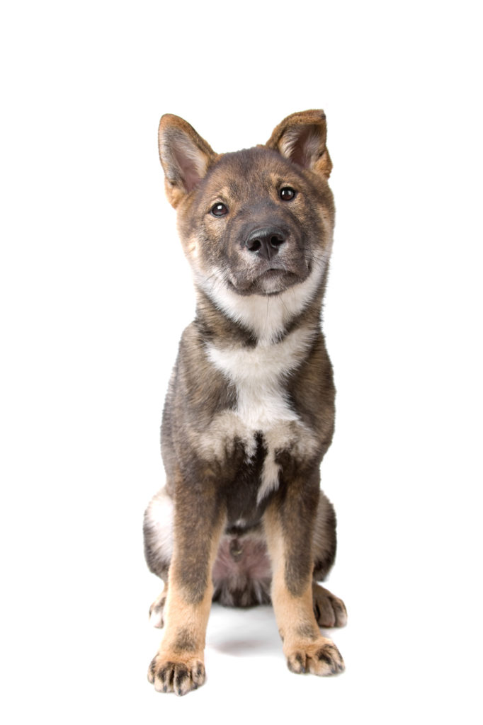 Shikoku puppy dog