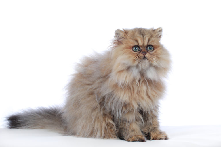 Persian cat golden shaded