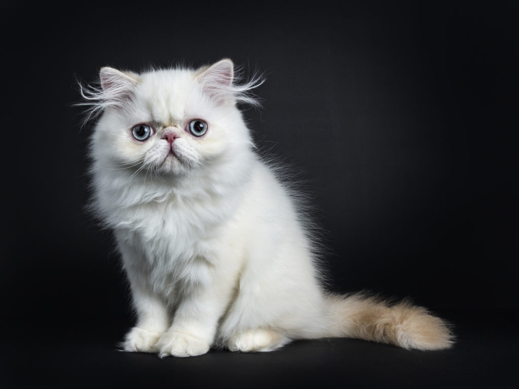 White persian kitten