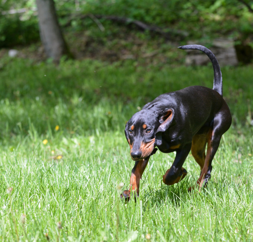 coonhound working