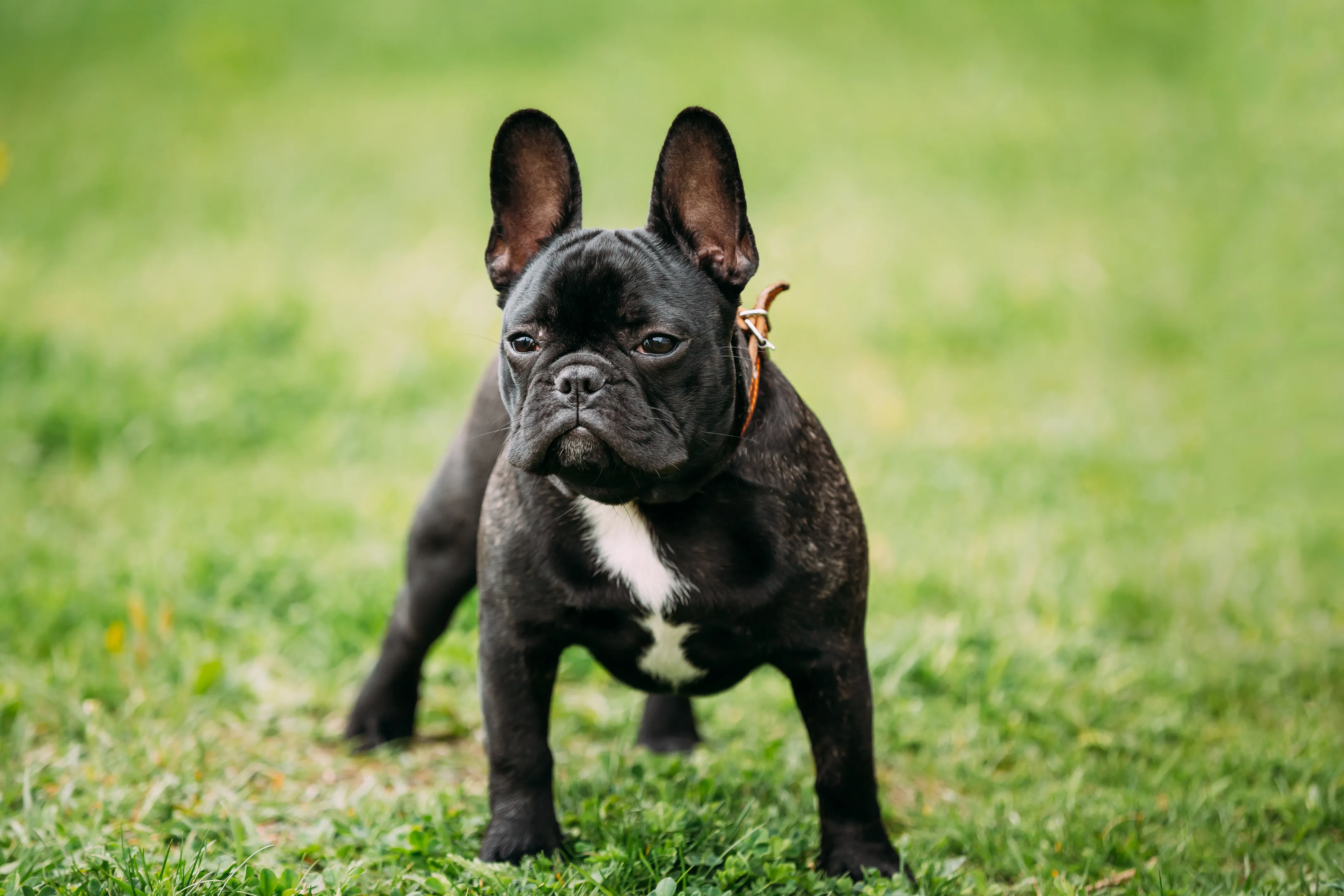 French Bulldog Panama 