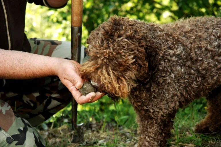 A truffle dog sniffing the forest floor, using its sharp sense of smell to locate hidden truffles