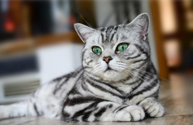 british shorthair green eyes