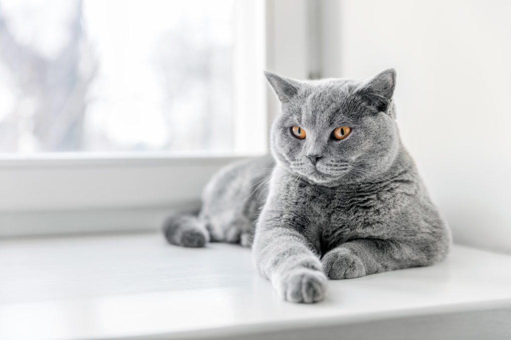 british shorthair silver