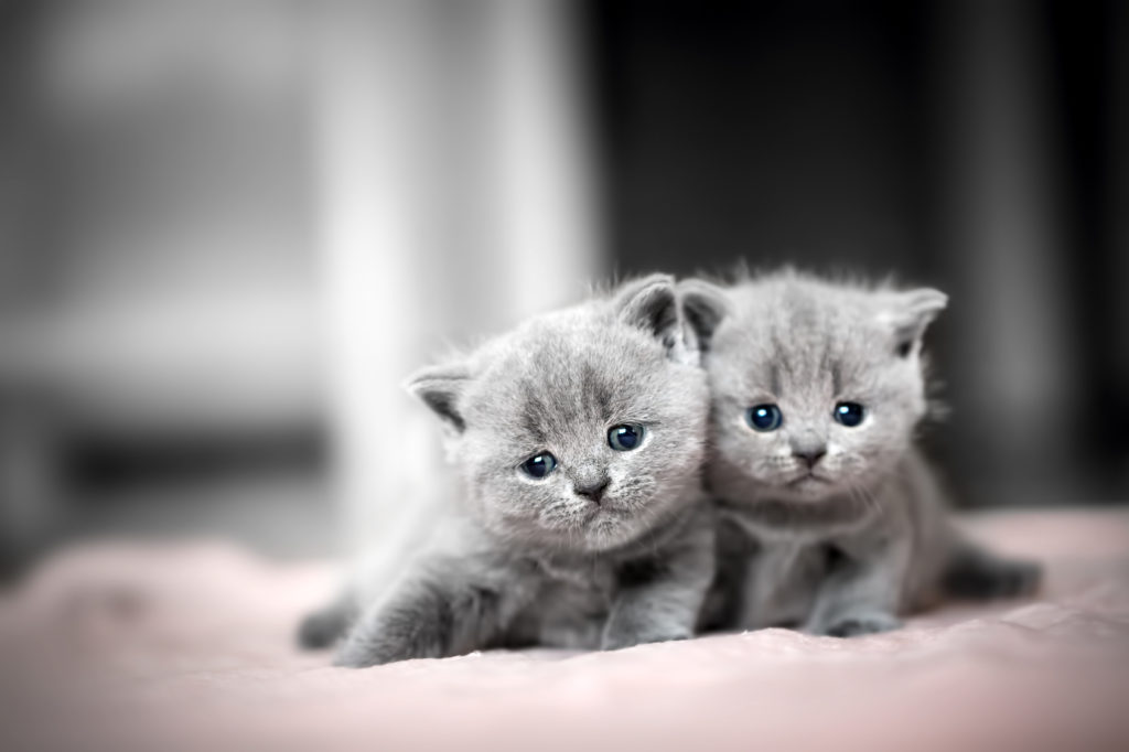 British shorthair kittens