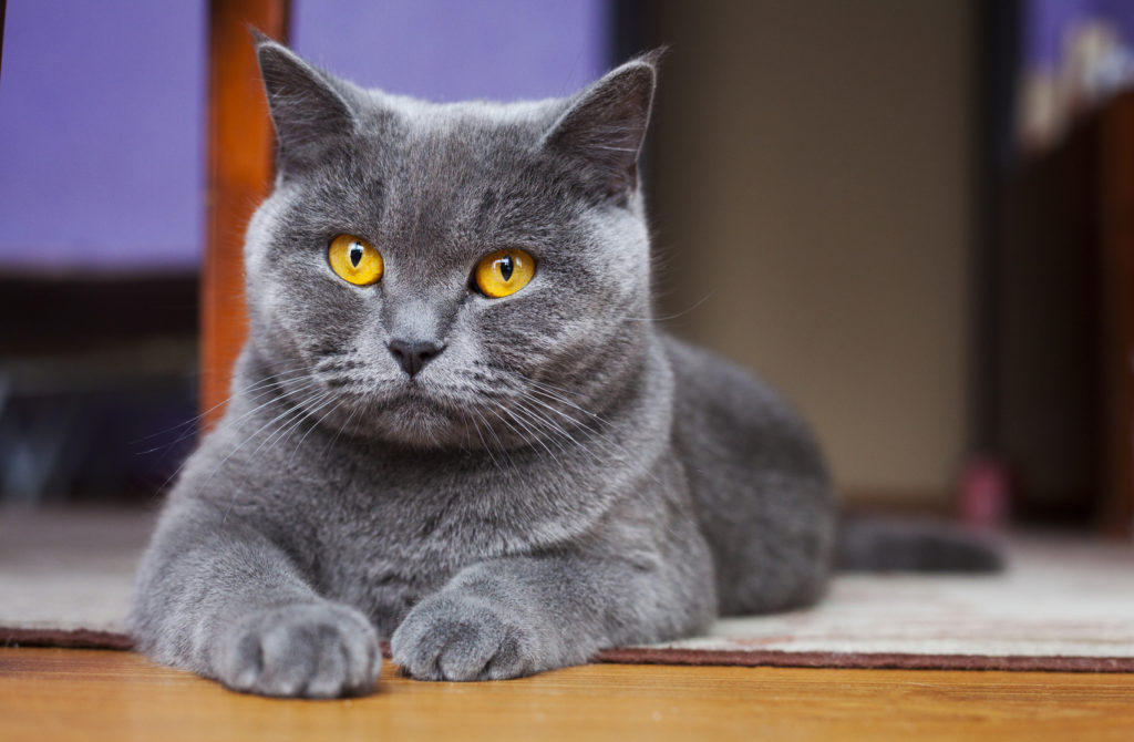 British shorthair yellow eyes